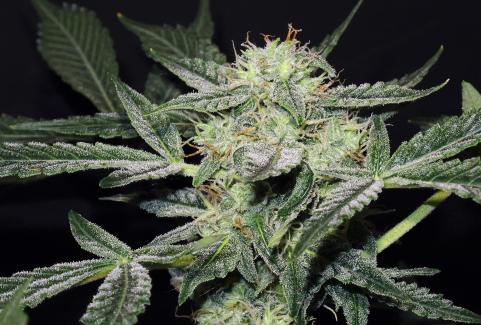 Lemon AK Auto - картинка 6