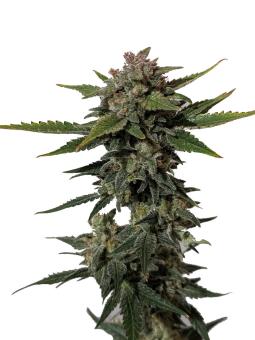 Trainwreck Auto - картинка 8