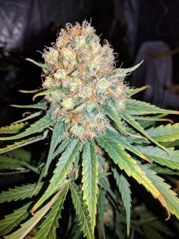 Critical Kush Auto - картинка 4
