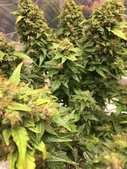 CBD Auto Charlotte’s Angel - картинка 3