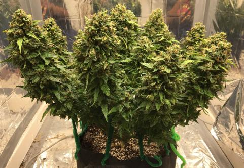 CBD Auto Charlotte’s Angel - картинка 2
