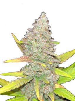 Purple Punch Auto - картинка 11