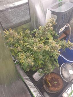 Auto Tangie genetics - картинка 1