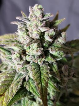 Amnesia Haze Auto - картинка 1