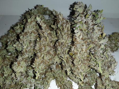 Critical Kush Auto - картинка 3