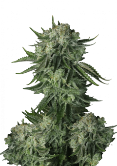 Moby Dick Auto - картинка 1