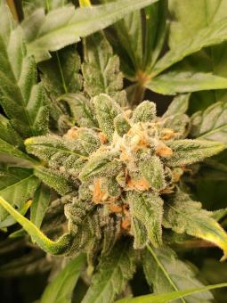 Auto Mokum’s Tulip - картинка 5