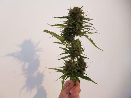 Auto Cream - картинка 5
