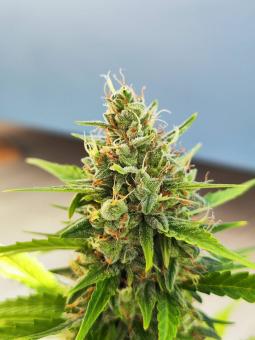 Auto Tangie genetics - картинка 5