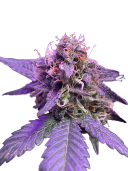 Auto Caramel Cream genetics - картинка 5