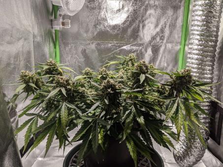 Bubblelicious Auto - картинка 4