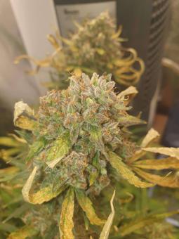 Auto Tangie genetics - картинка 2