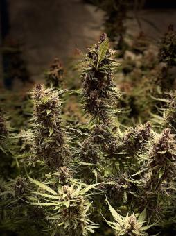 Green Crack Auto - картинка 4