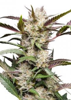 Auto Mimosa Punch - картинка 3