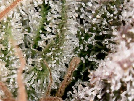 Auto Diesel genetics - картинка 5