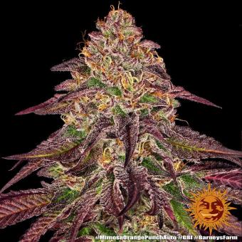 Mimosa x Orange Punch Auto - картинка 4