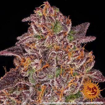 Mimosa x Orange Punch Auto - картинка 1