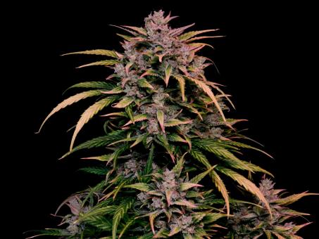 Auto AK Triple Haze - картинка 4