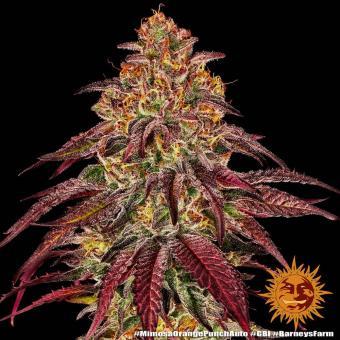 Mimosa x Orange Punch Auto - картинка 2