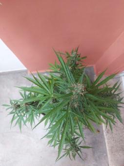 Auto Glue XXL genetics - картинка 2