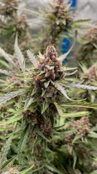 Green Crack Auto - картинка 6