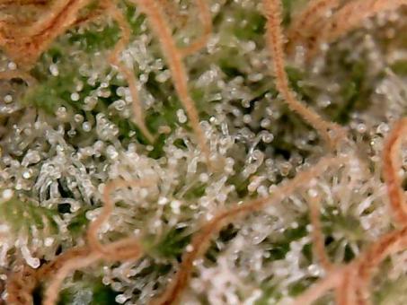 Auto Diesel genetics - картинка 3