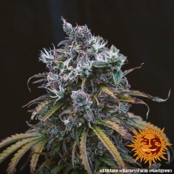 LSD Auto - картинка 4