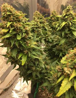 CBD Auto Charlotte’s Angel - картинка 1
