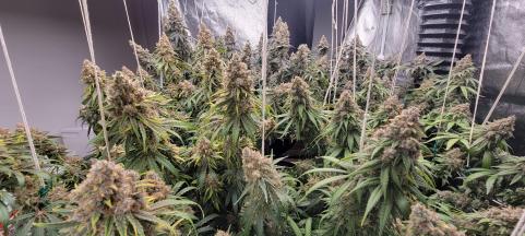 Auto Diesel genetics - картинка 2