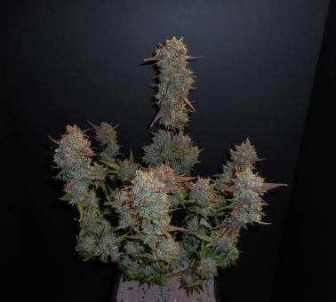 Lemon AK Auto - картинка 10
