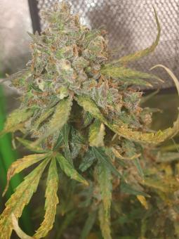 Auto Tangie genetics - картинка 3