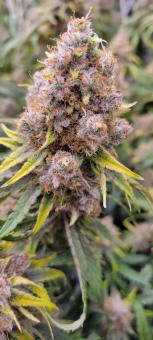 Auto Diesel genetics - картинка 4