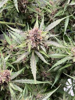 Green Crack Auto - картинка 5