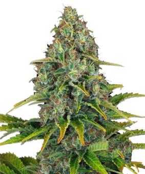 Blueberry Cheese Auto - картинка 2