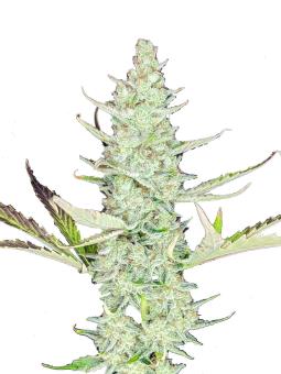 Auto Diesel genetics - картинка 6
