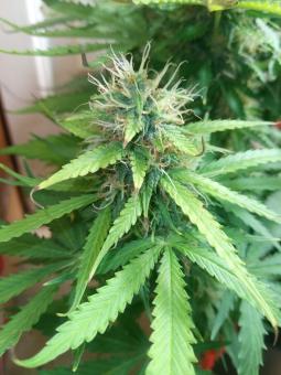 Auto OG Kush genetics - картинка 3