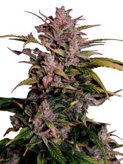 Auto AK Triple Haze - картинка 5