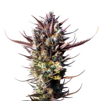 Auto Blueberry - картинка 7