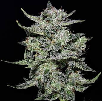 Lemon AK Auto - картинка 3