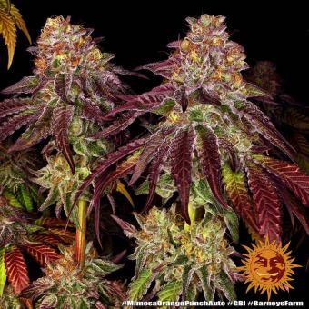 Mimosa x Orange Punch Auto - картинка 7