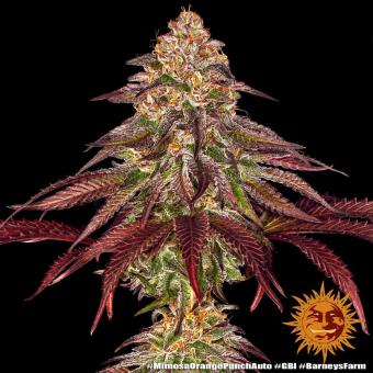 Mimosa x Orange Punch Auto - картинка 5
