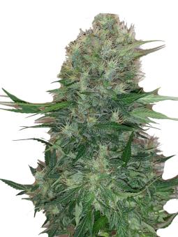 CBD Auto 20:1 - картинка 5