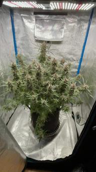 Green Crack Auto - картинка 3