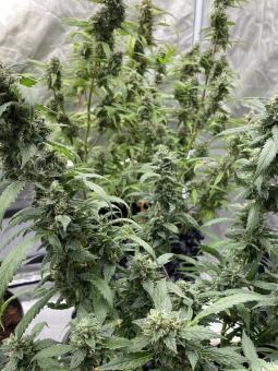Auto OG Kush genetics - картинка 2