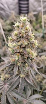 Auto Diesel genetics - картинка 1