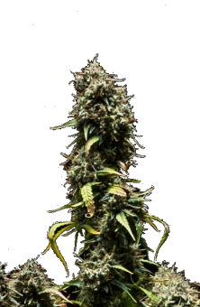 Purple Punch Auto - картинка 10