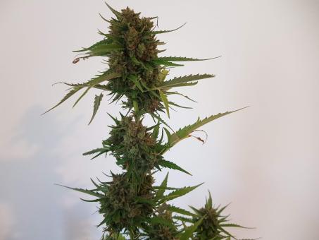 Auto Cream - картинка 2