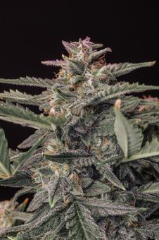 White Widow Auto XXL - картинка 3