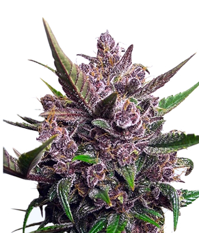 Auto Blackberry Kush - картинка 5