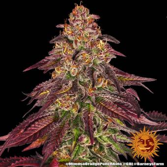 Mimosa x Orange Punch Auto - картинка 3